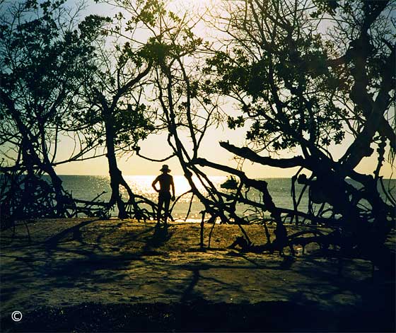 Amongst the old age mangrove forest, Hal contemplates the vast horizon. Cayo Costa Island, near Boca Grande Pass. Spring 1995. Photo by B.J. Stowers © 2004